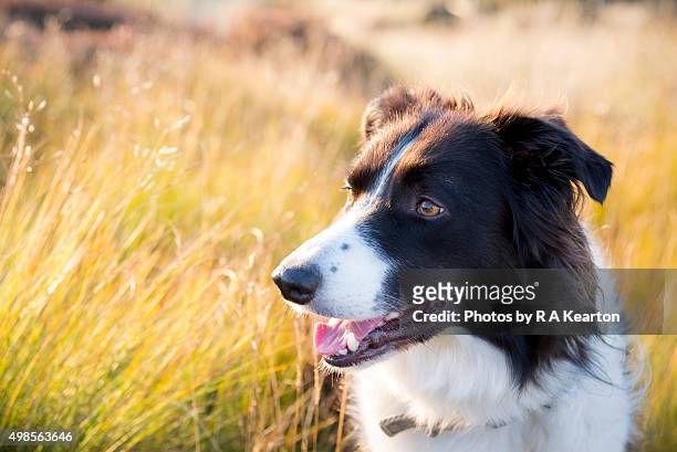 border collie outdoors in golden summer sunlight - border collie stock pictures, royalty-free photos & images