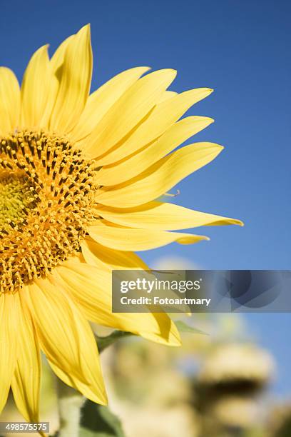 Sunflowers, Foto de stock