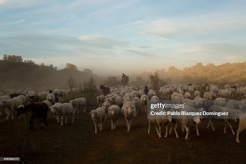 Autumn Sheep's Transhumance in Spain