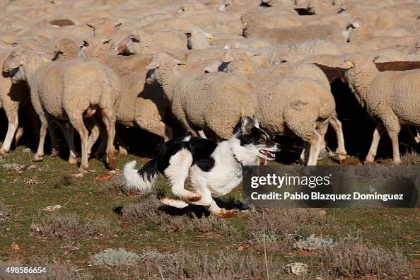 A Shepherd Rushing A shepherd dogs runs as it helps guiding the sheep herd along the ...