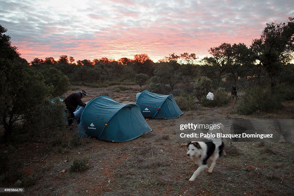 Autumn Sheep's Transhumance in Spain