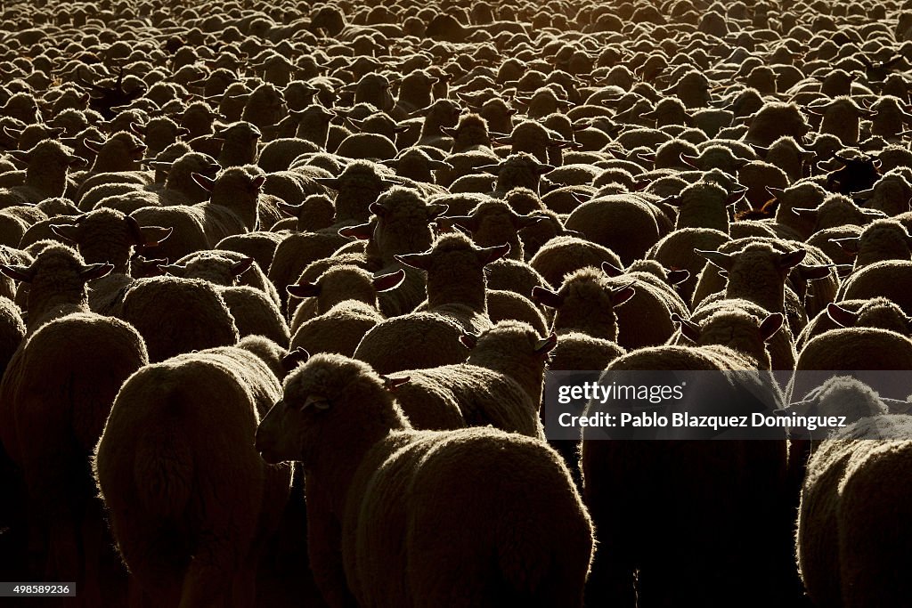 Autumn Sheep's Transhumance in Spain