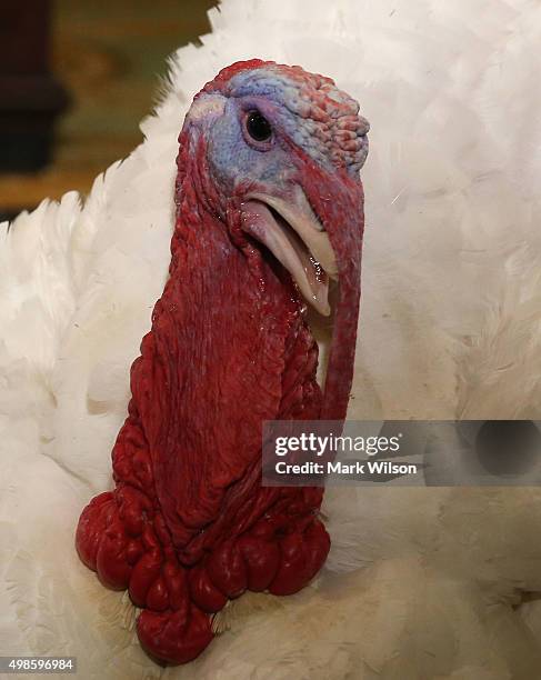 Turkey participates in a media availability at the Willard Inter Continental Hotel ahead of being "pardoned" by US President Barack Obama at the...