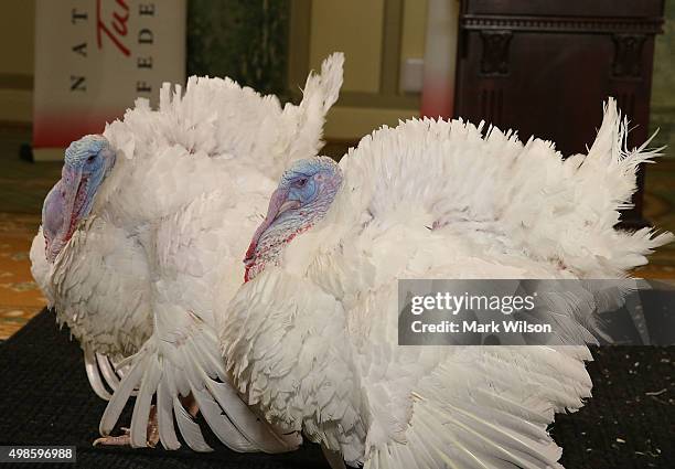 Two turkeys participate in a media availability at the Willard Inter Continental Hotel ahead of being "pardoned" by US President Barack Obama at the...