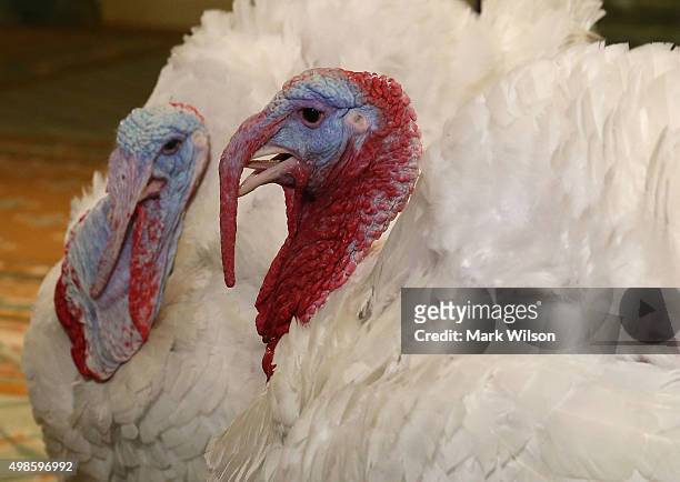 Two turkeys participate in a media availability at the Willard Inter Continental Hotel ahead of being "pardoned" by US President Barack Obama at the...