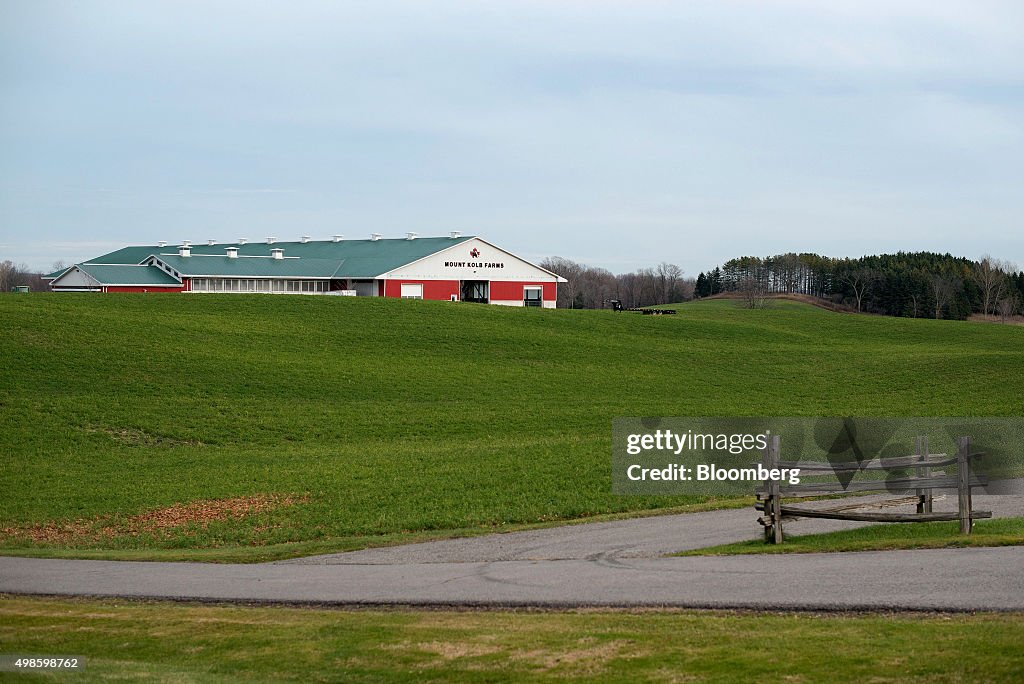 Dairy Operations At Mount Kolb Farm As Farmer Take Hit While New Accord Opens Market