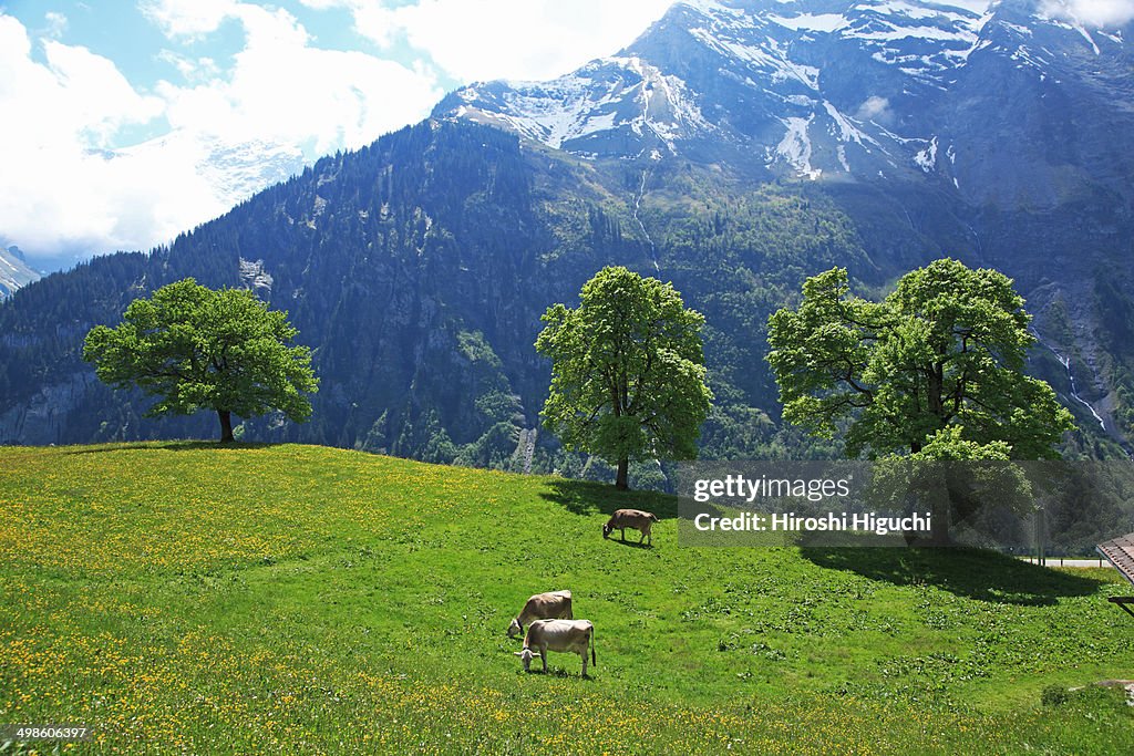 Swiss Alps, Schaechental