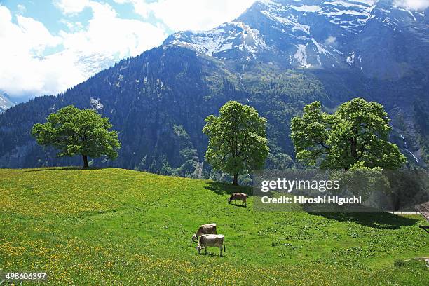 Swiss Alps Schaechental, Stockfoto