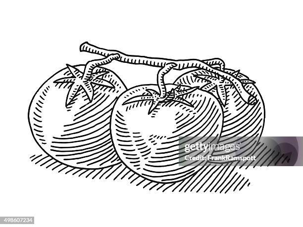 tomatoes vegetables drawing - small group of objects stock illustrations