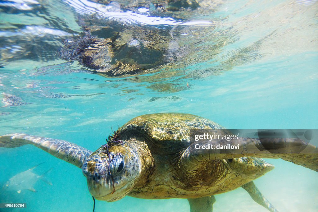 Die grüne Meeresschildkröte (Chelonia mydas), Hikkaduwa.