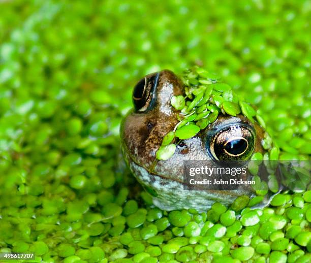 frog covered in duckweed - water garden stock pictures, royalty-free photos & images