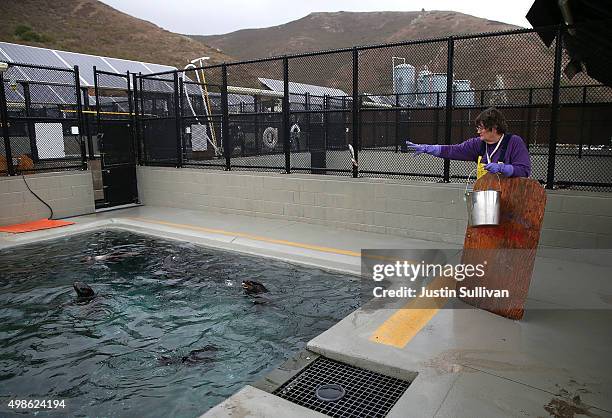 Boney Fish Photos and Premium High Res Pictures - Getty Images