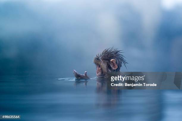 infant japanese snow monkey bathing in hot spring in jigokudani in nagano prefecture - macaque stock-fotos und bilder