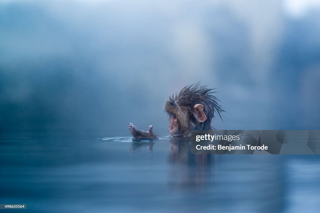 Infant Japanese snow monkey bathing in hot spring in Jigokudani in Nagano Prefecture
