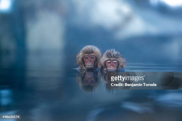 pair of infant japanese snow monkeys soaking in hot spring in jigokudani in nagano prefecture - japanese macaque stockfoto's en -beelden