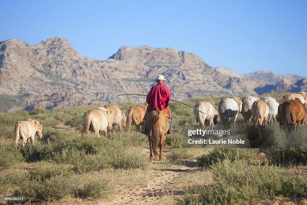 Horseman herding, Khogno Khan Uul