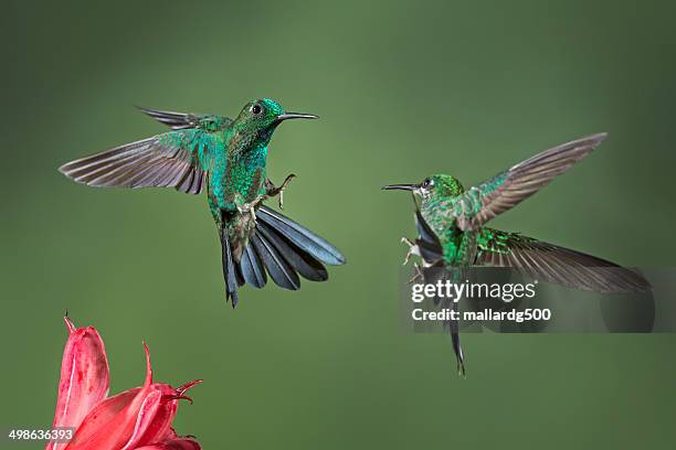 green-crowned brilliant hummingbird - heliodoxa jacula imagens e fotografias de stock