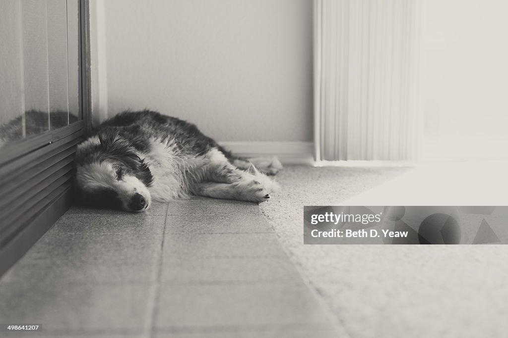 Napping Dog