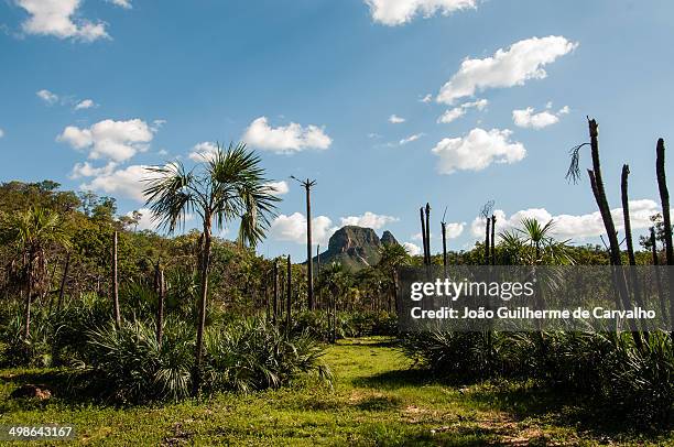 landscape in the brazilian cerrado - tocantins stock pictures, royalty-free photos & images