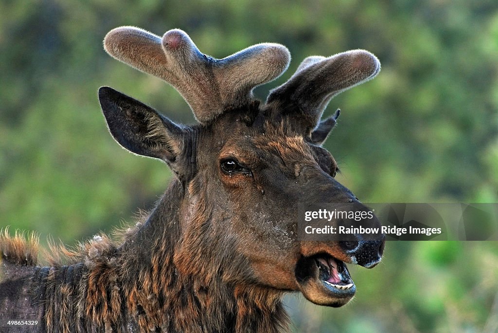 Spring Elk