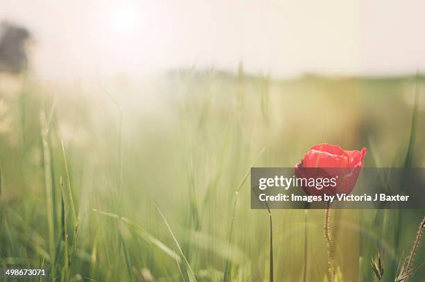 lone poppy - victoria j baxter stock pictures, royalty-free photos & images