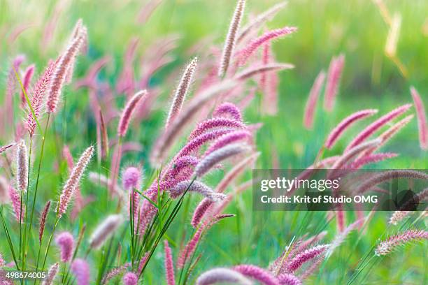 purple fountain grasses filed - fountain grass stock pictures, royalty-free photos & images