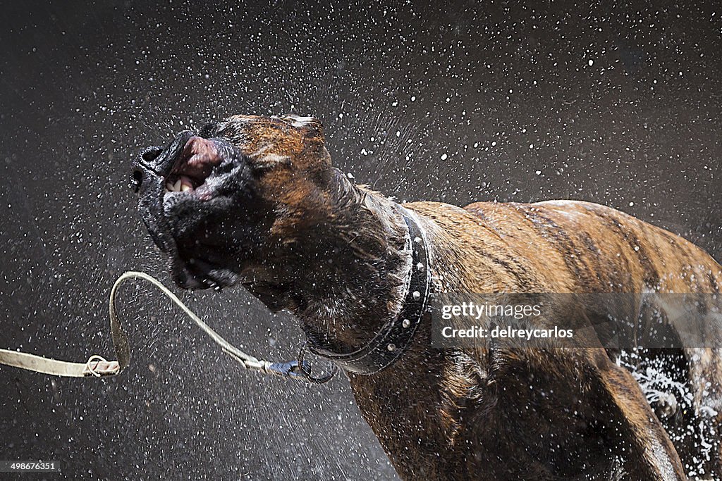 Dog with water drops