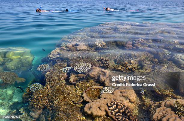 snorkeling at rannalhi - male imagens e fotografias de stock