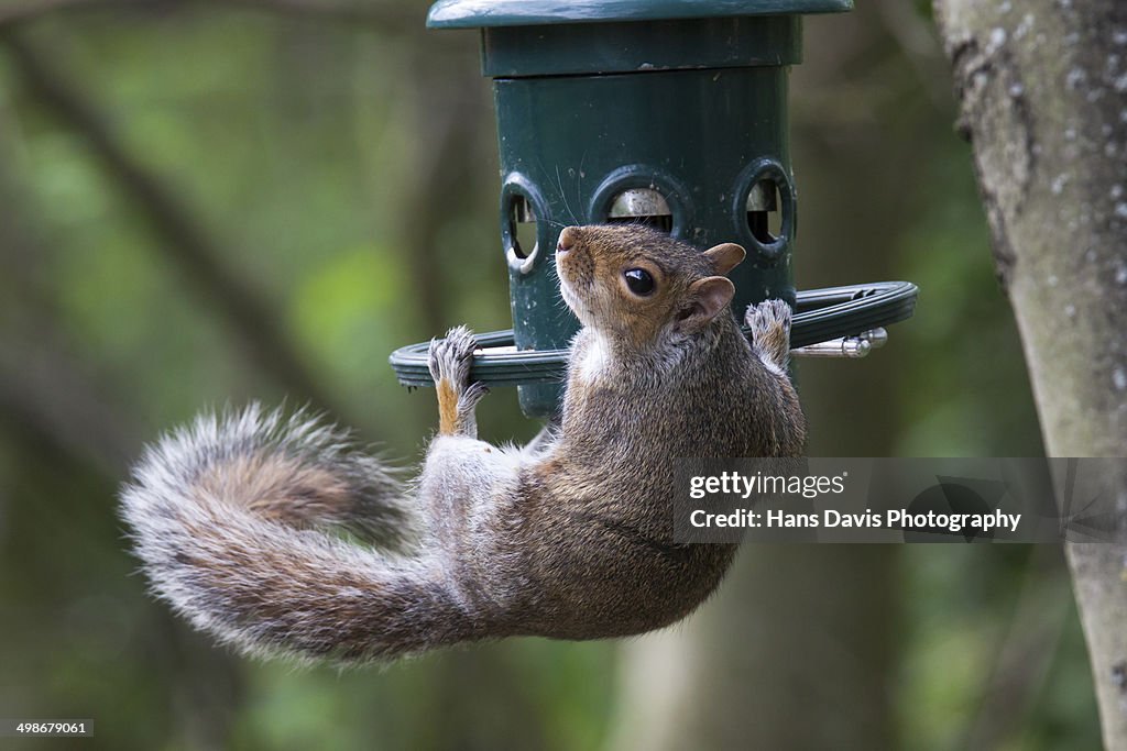 Grey squirrel hanging onto bird feeder