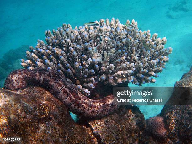 holothuria under acropora coral - holothuria stock pictures, royalty-free photos & images