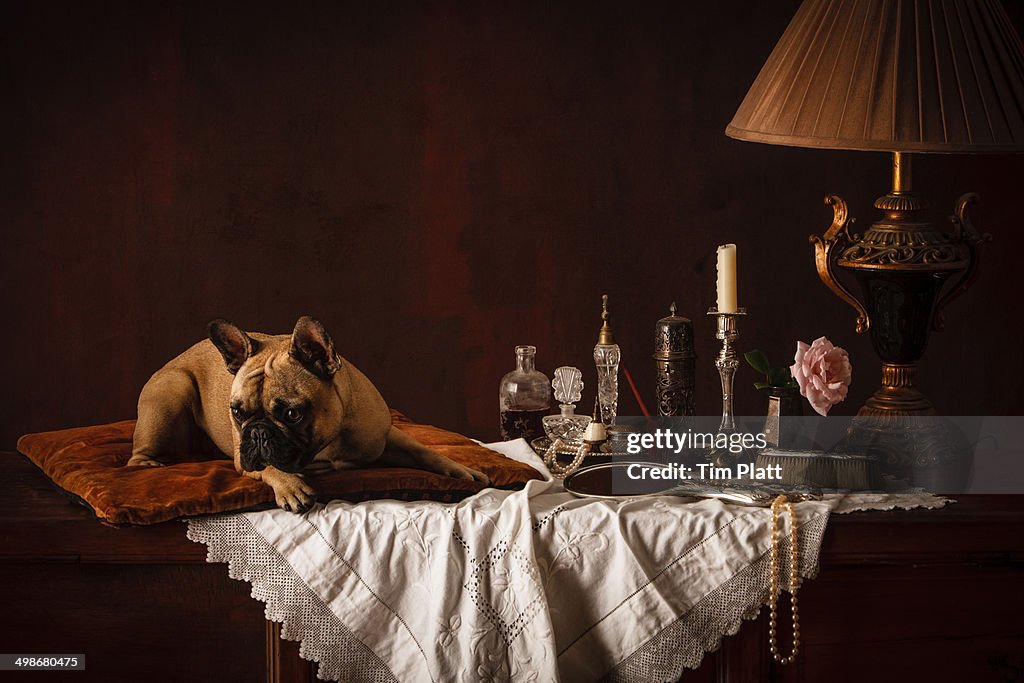 French Bulldog on a cushion on a dressing table.