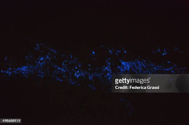 bioluminescent plankton - plankton stock pictures, royalty-free photos & images