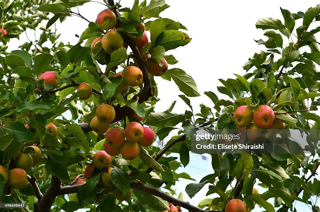 Apple tree