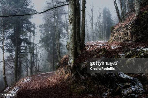 walking in a winter wood, croce d'aune - croce d'aune stock pictures, royalty-free photos & images