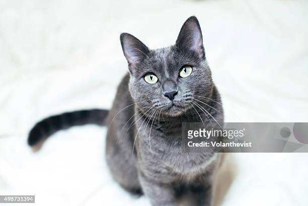 cute russian blue cat sitting on the bed (female cat) - crouching cat stock-fotos und bilder