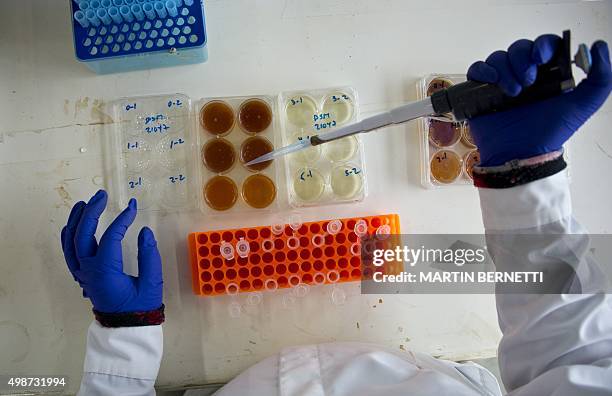 Bioleaching Kit 11 Bioleaching Stock Photos, High-Res Pictures, and Images - Getty Images