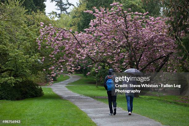 couple walking in the rain, arboretum - washington park arboretum foto e immagini stock