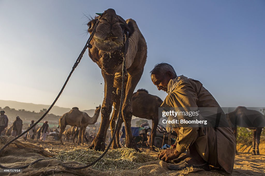 Pushkar Camel Fair Lights Up the Indian Thar Desert