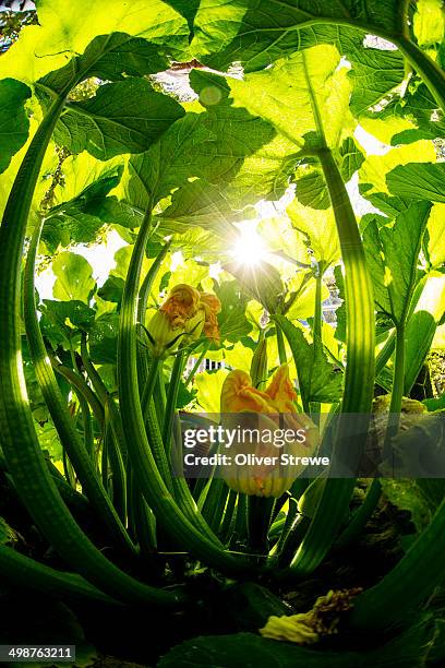 zucchini plant with flowers - courgette stock pictures, royalty-free photos & images