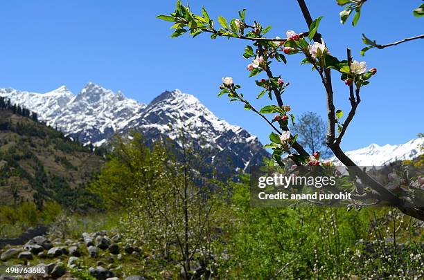 apple plantation at manali - himachal pradesh apple stock pictures, royalty-free photos & images