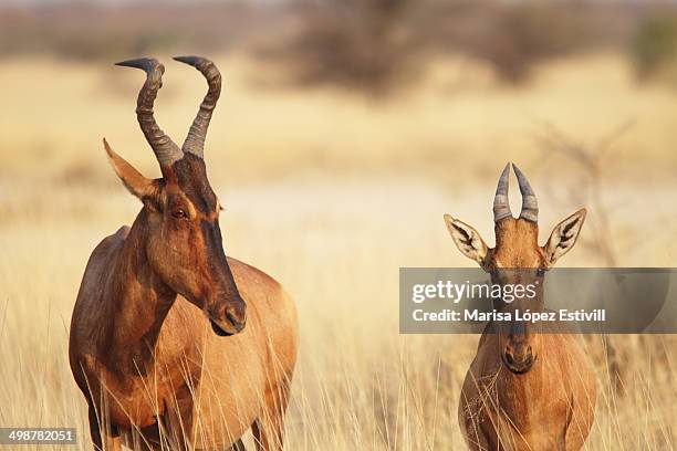 a couple hartebeest - hartebeest stock pictures, royalty-free photos & images