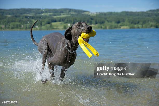 great dane (dogge) - dogge stockfoto's en -beelden