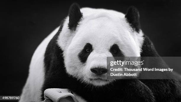 panda in repose - pancas stock pictures, royalty-free photos & images