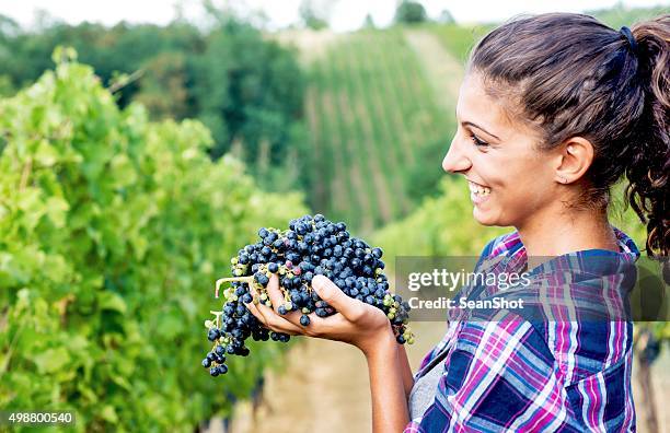 frau in weingarten mit weintrauben - farm workers california stock-fotos und bilder