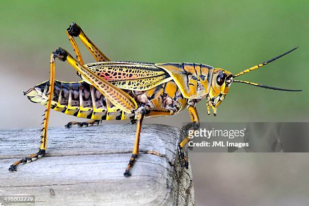 eastern lubber grasshopper - lubber grasshopper bildbanksfoton och bilder