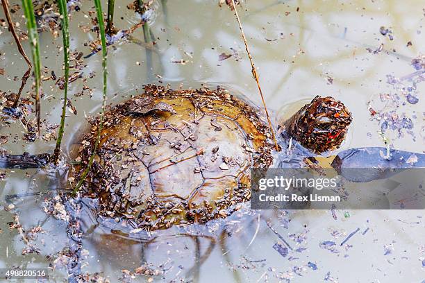 Box Turtle Overhead Three Toed Box Turtle Photos and Premium High Res Pictures - Getty Images