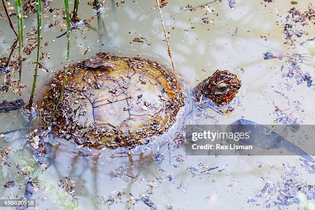 Box Turtle Overhead 106 Shallow Box Stock Photos, High-Res Pictures, and Images - Getty Images