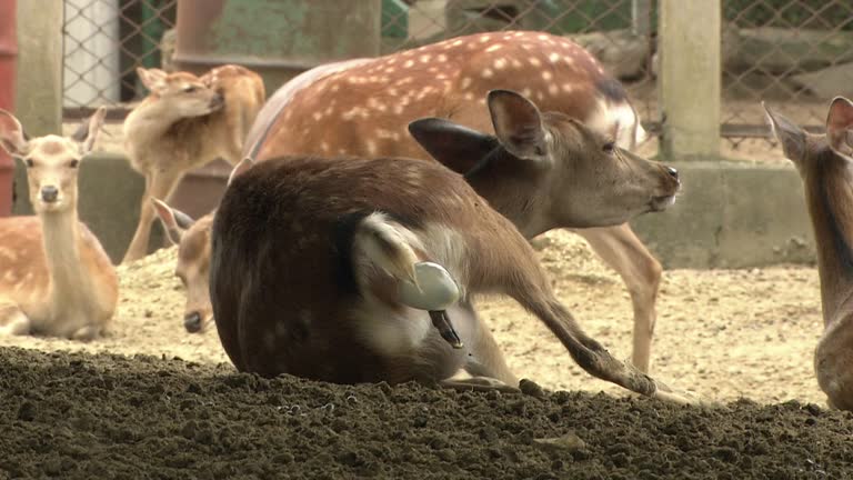 Animals Giving Birth Videos and HD Footage - Getty Images Animals Giving Birth Videos and HD Footage - Getty Images