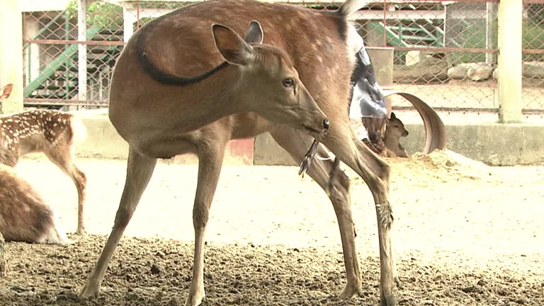 Animals Giving Birth Videos and HD Footage - Getty Images Animals Giving Birth Videos and HD Footage - Getty Images