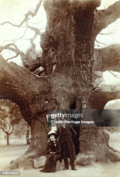 Major Oak, Edwinstowe, Sherwood Forest, Nottinghamshire, 1885. Legend has it that Robin Hood hid within the hollow trunk of the tree to escape from...